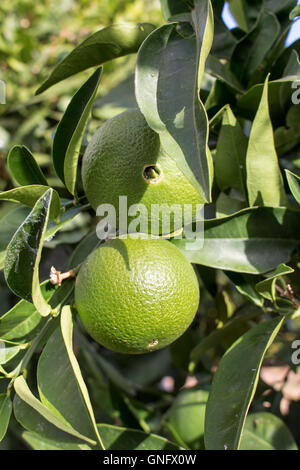 Frisches grün Orange wächst auf einem Baum. Stockfoto