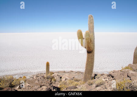 Kakteen (Trichocereus nomenklatorisches) auf Isla Incahuasi mit Salar de Uyuni, Bolivien Stockfoto