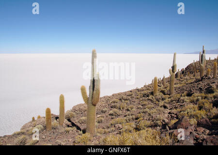 Kakteen (Trichocereus nomenklatorisches) auf Isla Incahuasi mit Salar de Uyuni, Bolivien Stockfoto