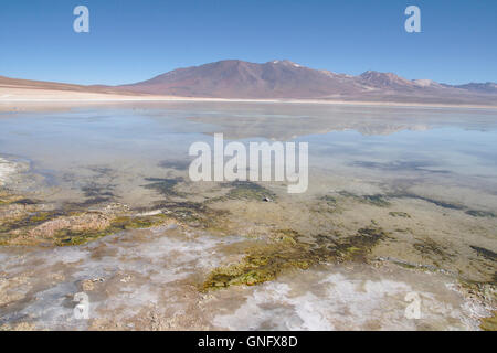 Laguna Blanca, Anden im Südwesten Boliviens Stockfoto