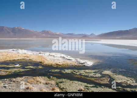 Laguna Blanca mit Inlandeis, Anden im Südwesten Boliviens Stockfoto