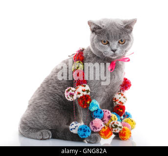 Scottish Fold Katze mit bunten Dekorationen sitzen auf weiß Stockfoto