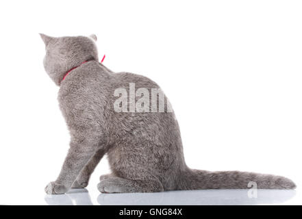 graue Scottish Fold Katze mit rosa Schleife sitzen auf weiß Stockfoto