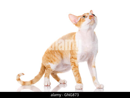 Orange Devon Rex Katze mit großen Ohren auf weißem Hintergrund Stockfoto