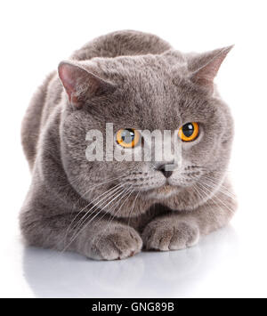 bösen grauen Britisch Kurzhaar Katze mit braunen Augen Stockfoto