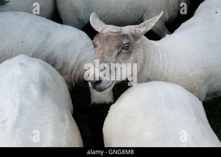 Black-faced Schaf bald nach sheering auf einem kleinen walisischen Bergbauernhof. Stockfoto