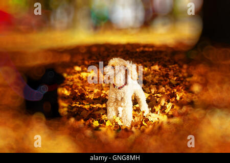 Schwarzen und weißen Pudel im Herbst park schöne Herbstlaub. und Unschärfe-Effekt an den Rändern. Stockfoto