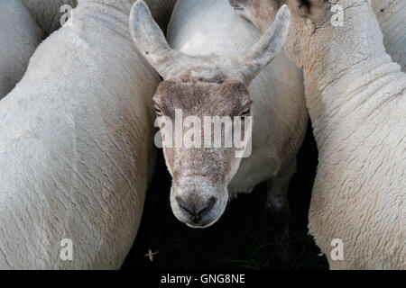 Black-faced Schaf bald nach sheering auf einem kleinen walisischen Bergbauernhof. Stockfoto