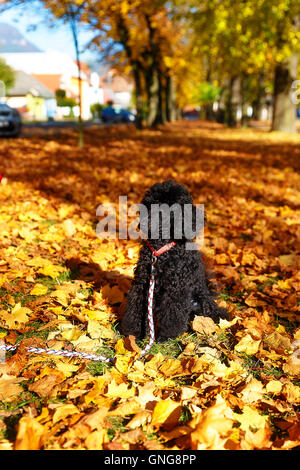 Schwarzer Pudel im Herbst Park, schöne Herbstblätter. Stockfoto
