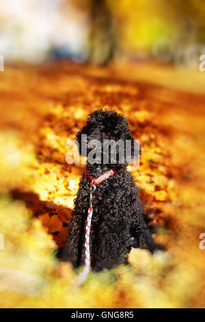 Schwarzer Pudel im Herbst Park, schöne Herbstblätter. Unschärfe-Effekt an den Rändern. Stockfoto