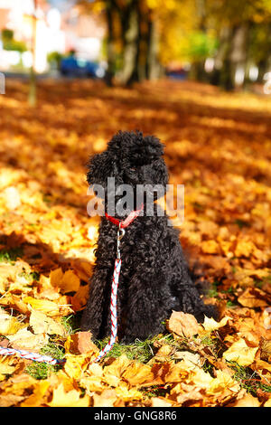 Schwarzer Pudel im Herbst Park, schöne Herbstblätter. Stockfoto