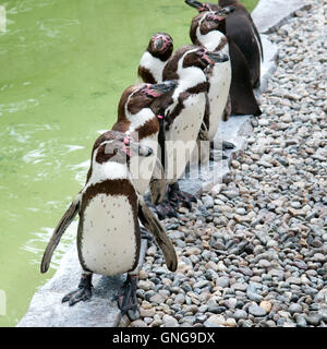 lustige Pinguine im Stadtzoo Stockfoto