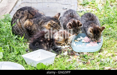 Schöne streunende Katze mit Kätzchen Essen am Sommertag Stockfoto