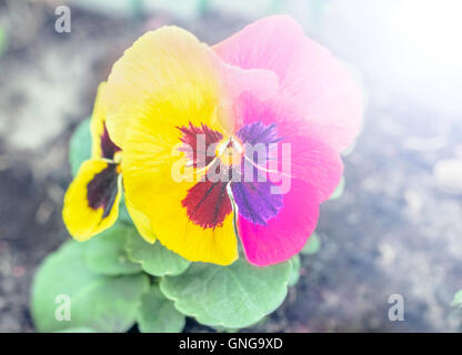 Stiefmütterchen Blüte zweifarbig in rosa und gelb Stockfoto