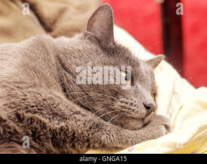 Adult schöne graue Katze liegt in Träumen Stockfoto