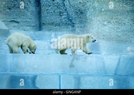 Polar Bear Cubs erkunden ein Rock-Gehege im Hellabrunn Zoo in München, 2014 Stockfoto