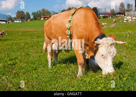 Der Almabtrieb (Almabtrieb von der Alm) aus der Wasserfallalm an den westlichen Ausläufern nördlich von Jenner, 1.237 Stockfoto