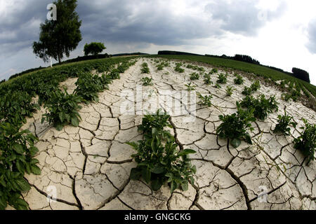 Ausgetrocknete Feld in der Nähe von Duerabuch, 2014 Stockfoto