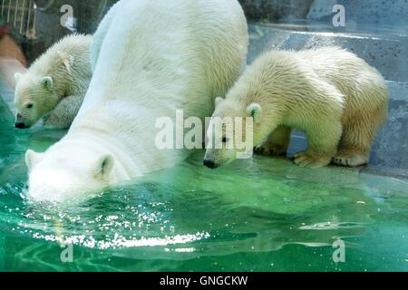 Polar Bear Cubs erkunden ein Rock-Gehege im Hellabrunn Zoo in München, 2014 Stockfoto