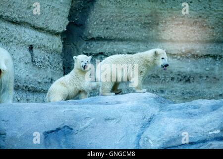 Polar Bear Cubs erkunden ein Rock-Gehege im Hellabrunn Zoo in München, 2014 Stockfoto