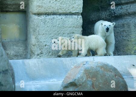 Polar Bear Cubs erkunden ein Rock-Gehege im Hellabrunn Zoo in München, 2014 Stockfoto