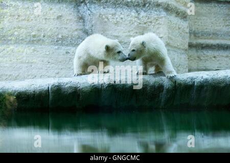 Polar Bear Cubs erkunden ein Rock-Gehege im Hellabrunn Zoo in München, 2014 Stockfoto