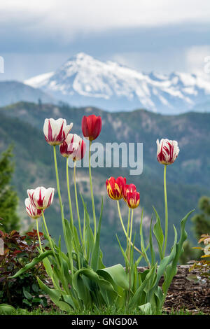 Bunte Tulpen blühen als Sturm bewegt sich über Kaschmir Berg in der Kaskadenkette, Washington, USA Stockfoto