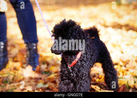 Schwarzer Pudel im herbstlichen Park und Frau Beine. Stockfoto