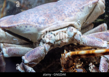 Eine live Krabbe in einem Restaurant Aquarium, Cascais, Portugal Stockfoto