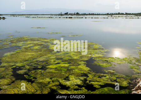 Delta del Ebro, Tarragona, Katalonien, Spanien Stockfoto