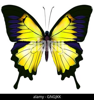 Schmetterling. Gelbe isolierte Abbildung auf weißem Hintergrund Stock Vektor