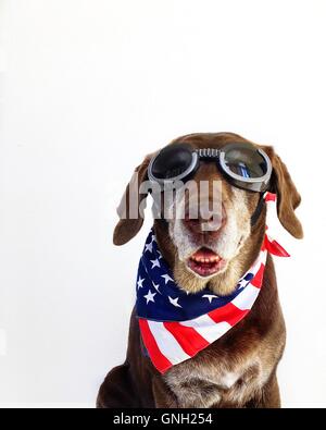 Porträt einer Chocolate Labrador Retriever Hund tragen Brillen und Sterne und Streifen amerikanischen Halstuch Stockfoto