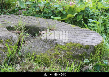 alten Moos bedeckt Mühlstein Stockfoto