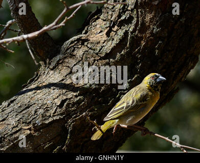 Südlichen maskierte Webervogel (Ploceus Velatus). Gelb und schwarz Weber mit deutlichen roten Augen Stockfoto