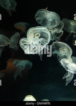 Mond Quallen - Aurelia Golden. Stockfoto