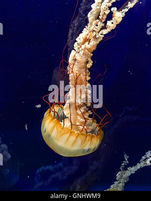 Westküste Meer Brennnessel - Chrysaora Fuscescens Stockfoto