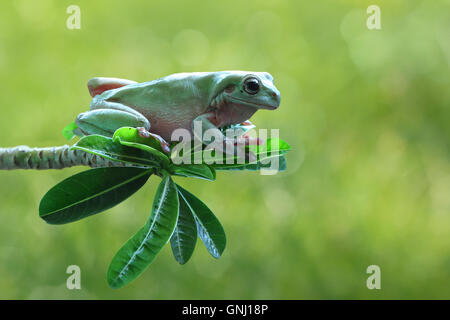 Plumpen Laubfrosch auf Ast, Indonesien Stockfoto