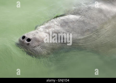 West Indian Manatee (Trichechus Manatus) in Meer, Florida, Amerika, USA Stockfoto