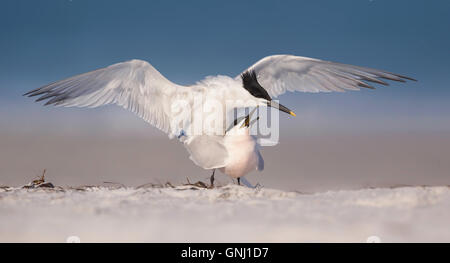 Paarung Sandwich Ternvögel (Thalasseus sandvicensis) am Strand, Florida, Vereinigte Staaten Stockfoto