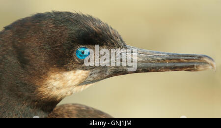 Ein Porträt von einem Brandt Kormoran Hervorhebung des blauen Auge. Stockfoto