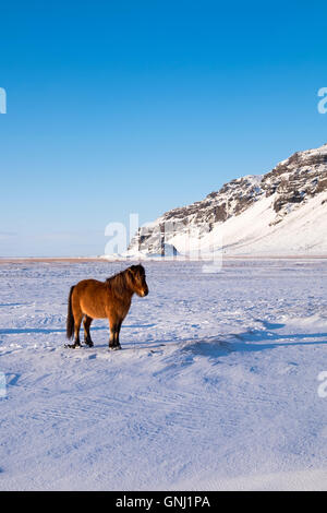 Islandpferd im Winter unterstützt durch dramatische isländische Landschaft. Stockfoto