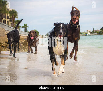 Vier Hunde laufen am Strand, Florida, USA Stockfoto