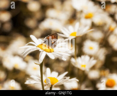 Winzige Schmetterlinge ernähren sich von Gänseblümchen Stockfoto