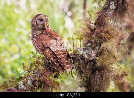 Vogel mit Sperlingskauz (Strix varia) auf Ast, Florida, Vereinigte Staaten Stockfoto