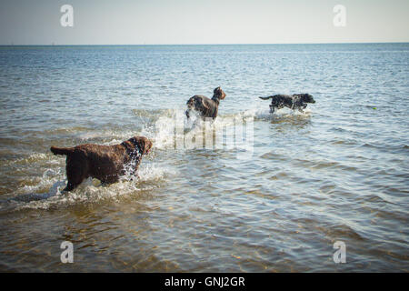 Drei Hunde laufen ins Meer Stockfoto