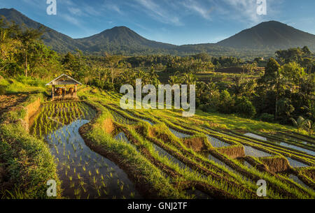 Jatiluwih Reis Terrasse, Bali, Indonesien Stockfoto