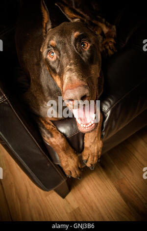 Roter Hexenhund auf Stuhl sitzend Stockfoto