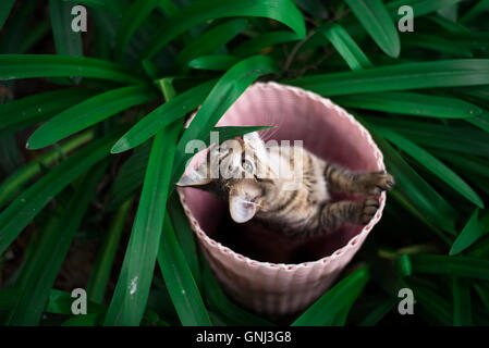 Kätzchen in einem Korb versteckt Stockfoto