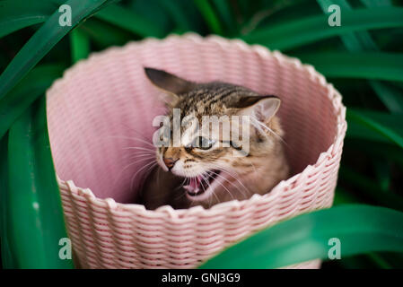 Katze sitzt im Warenkorb zischt Stockfoto