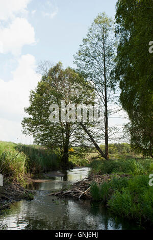 Beaver Lodge am Flüsschen oder Beaver dam Stockfoto